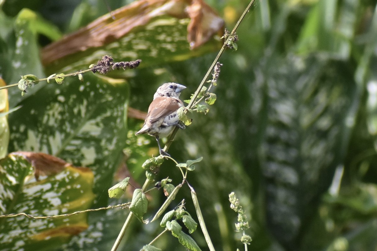 Chestnut-breasted Munia - ML628060020