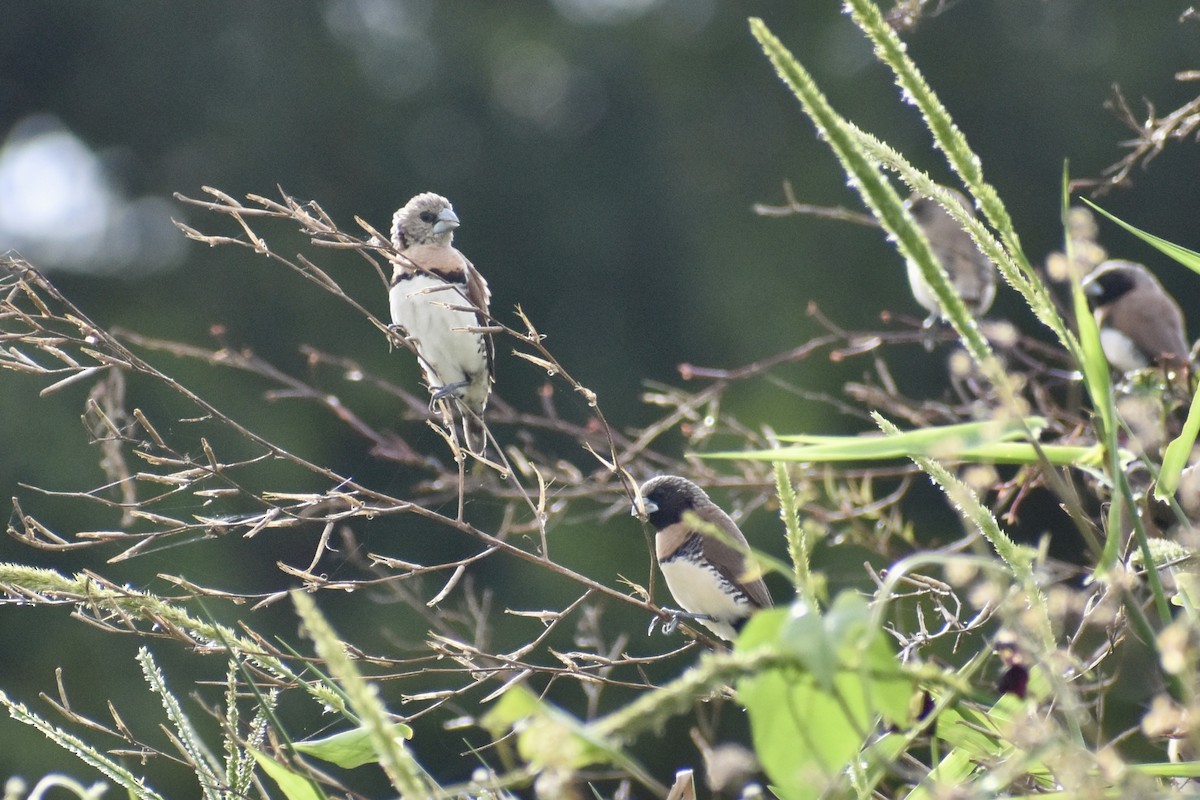 Chestnut-breasted Munia - ML628060021