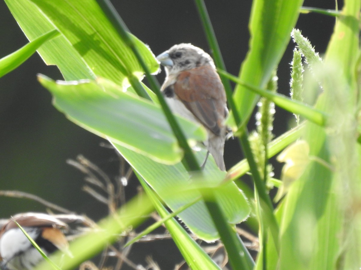 Chestnut-breasted Munia - ML628060022