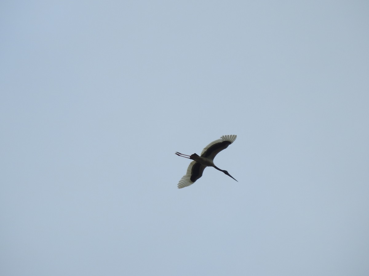 Black-necked Stork - ML628060063