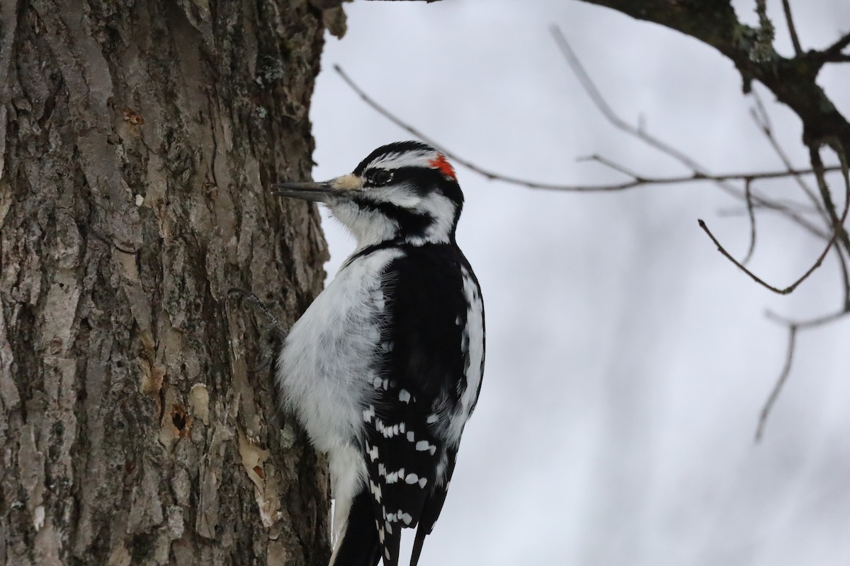 Hairy Woodpecker - ML628060069