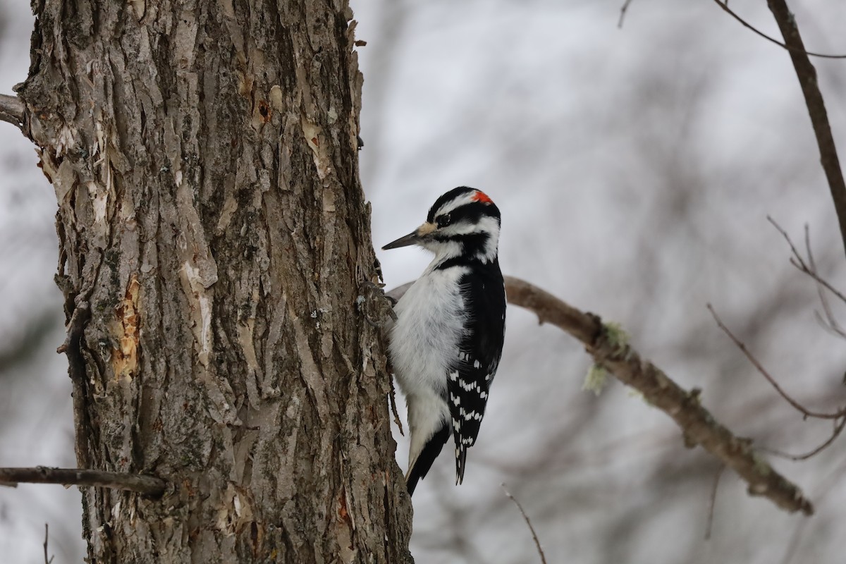 Hairy Woodpecker - ML628060070