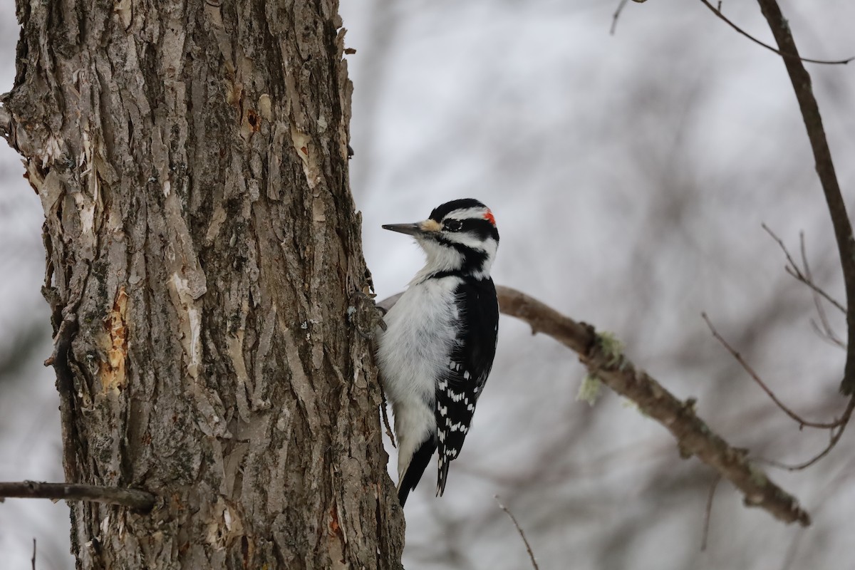 Hairy Woodpecker - ML628060071