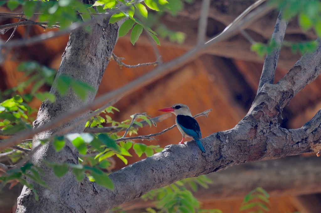 Woodland Kingfisher - ML628060127