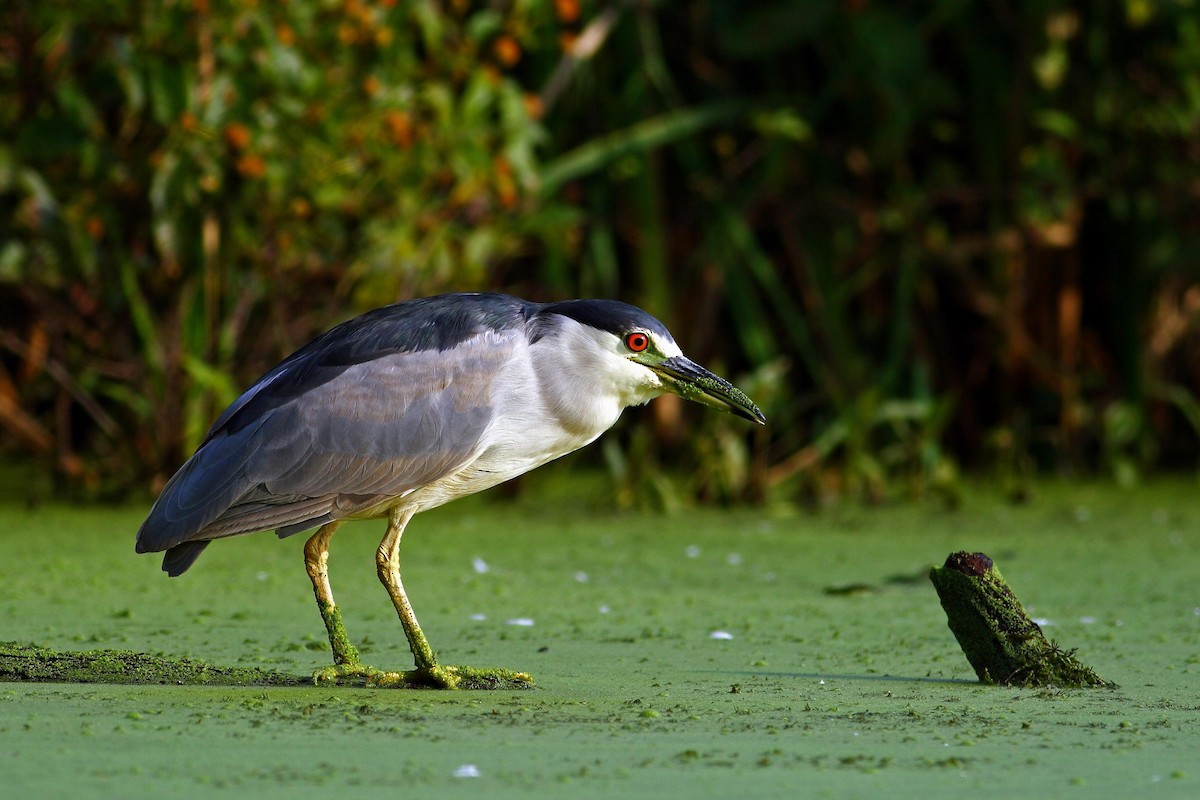 Black-crowned Night Heron - ML628060169