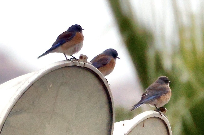 Western Bluebird - ML628060182