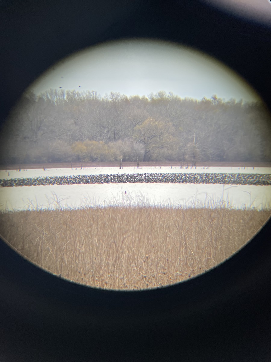 Ring-necked Duck - ML628060226