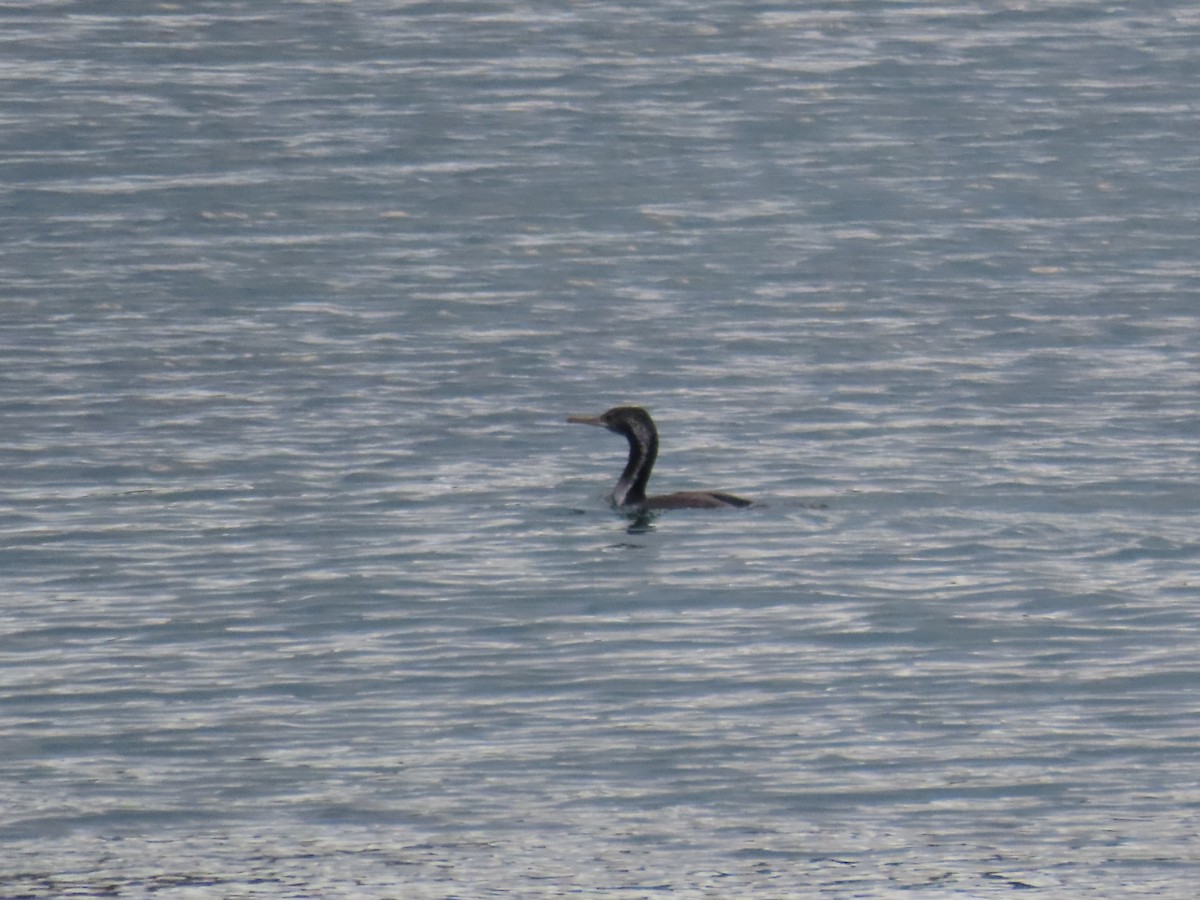 Spotted Shag - ML628060259