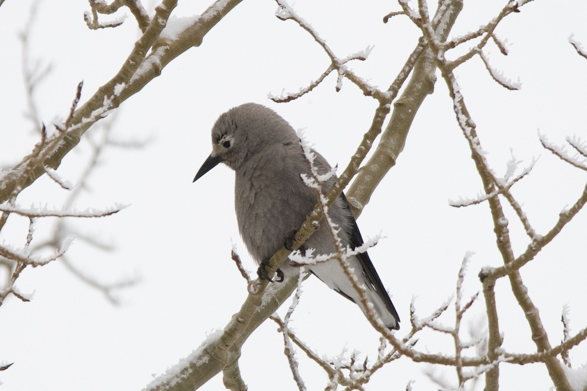 Clark's Nutcracker - ML628060295