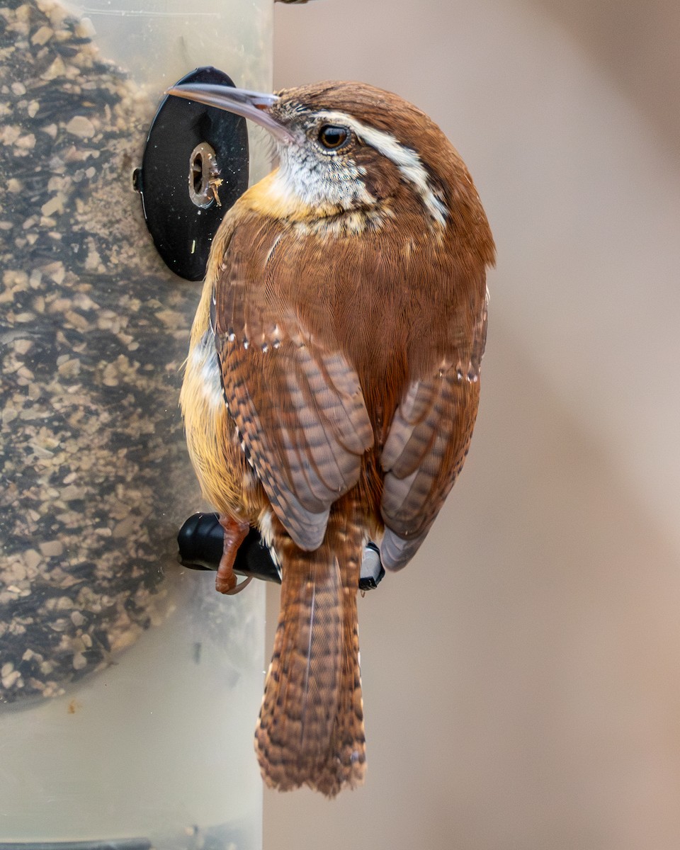 Carolina Wren - ML628060296