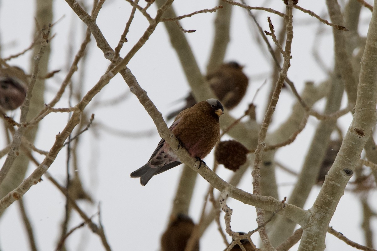 Gray-crowned Rosy-Finch - ML628060312