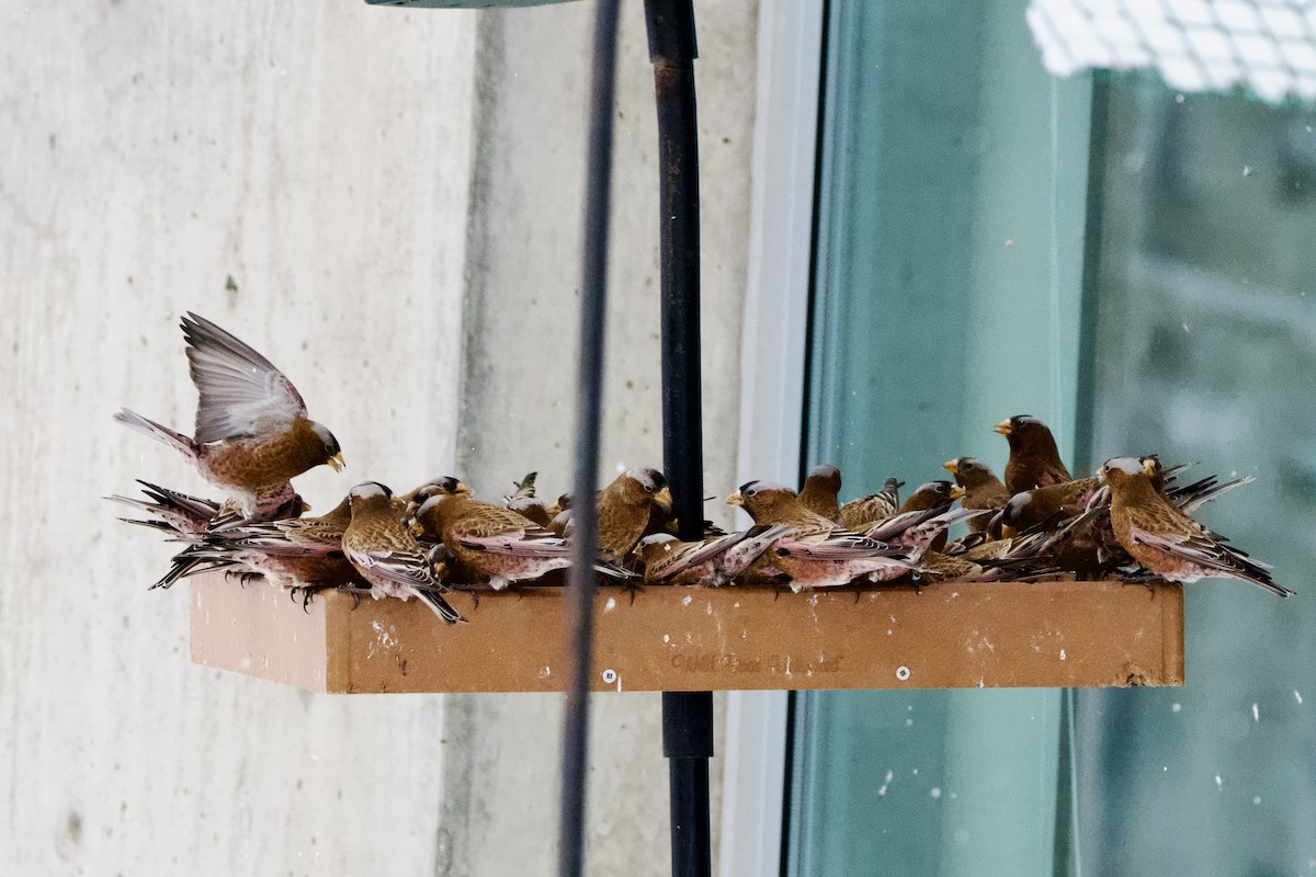 Gray-crowned Rosy-Finch - ML628060313