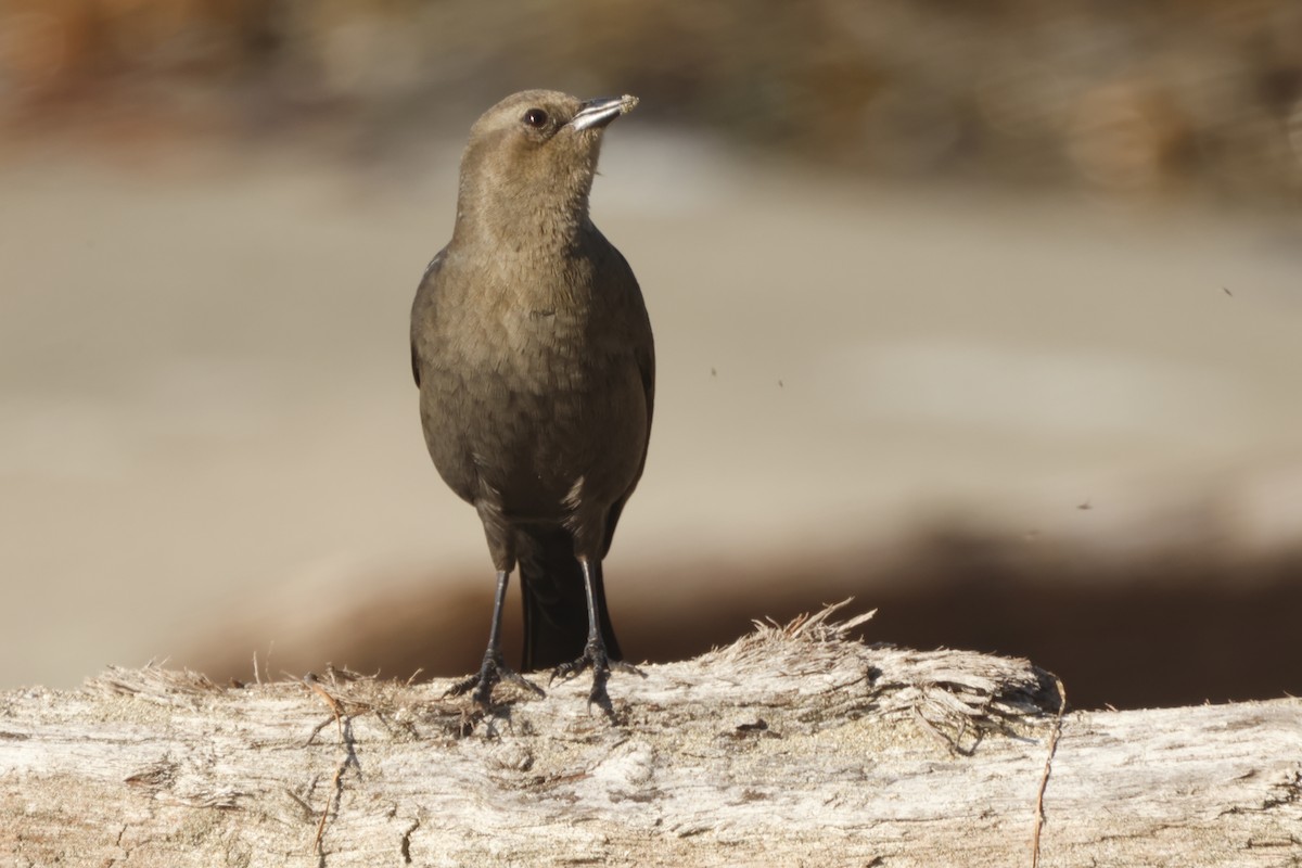 Brewer's Blackbird - ML628060354