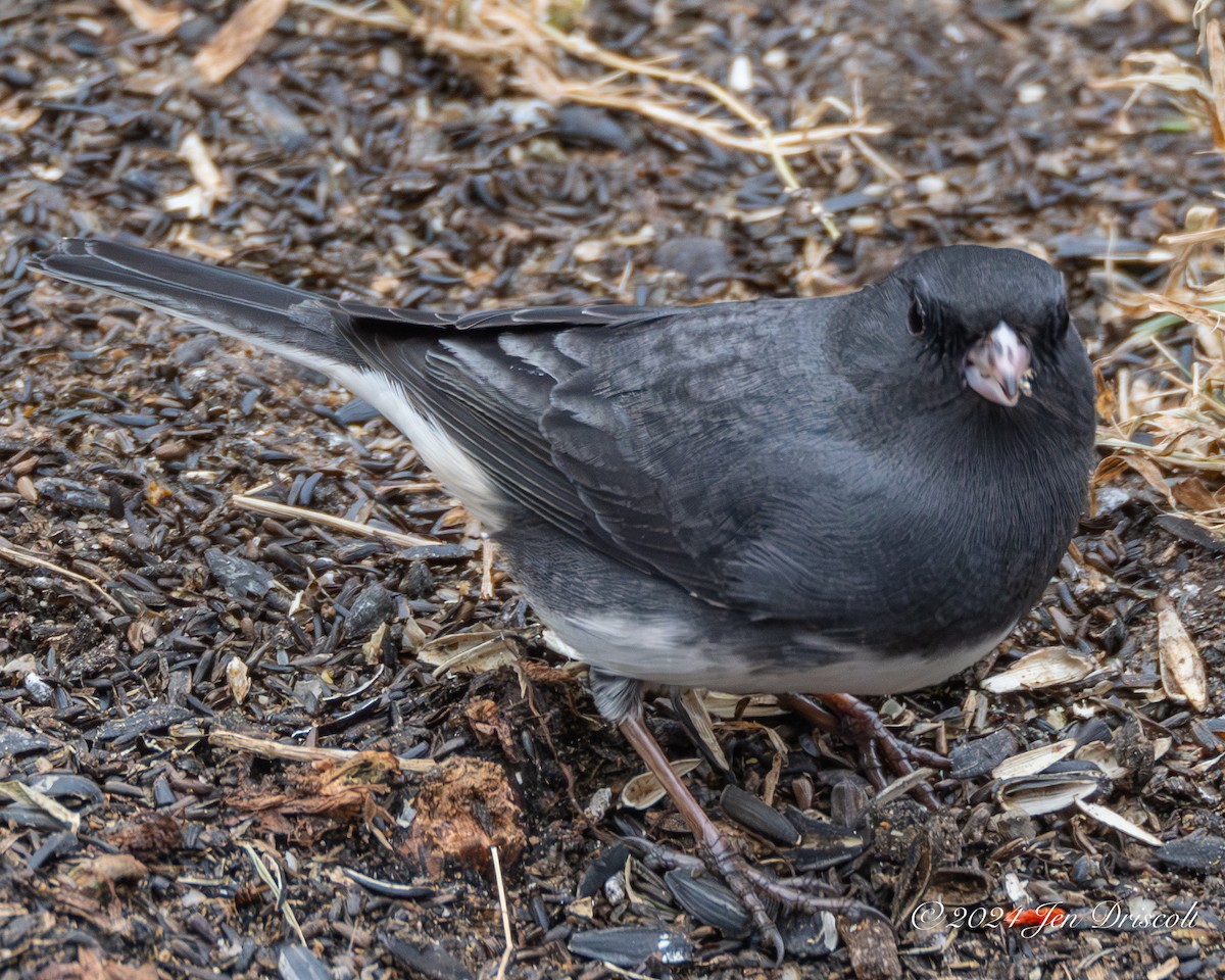 Junco ardoisé - ML628060364