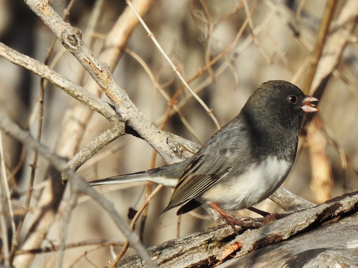 Junco ardoisé - ML628060436