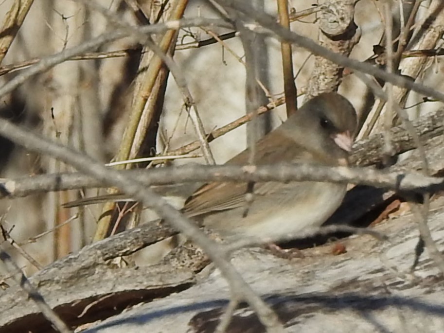 Junco ardoisé - ML628060455