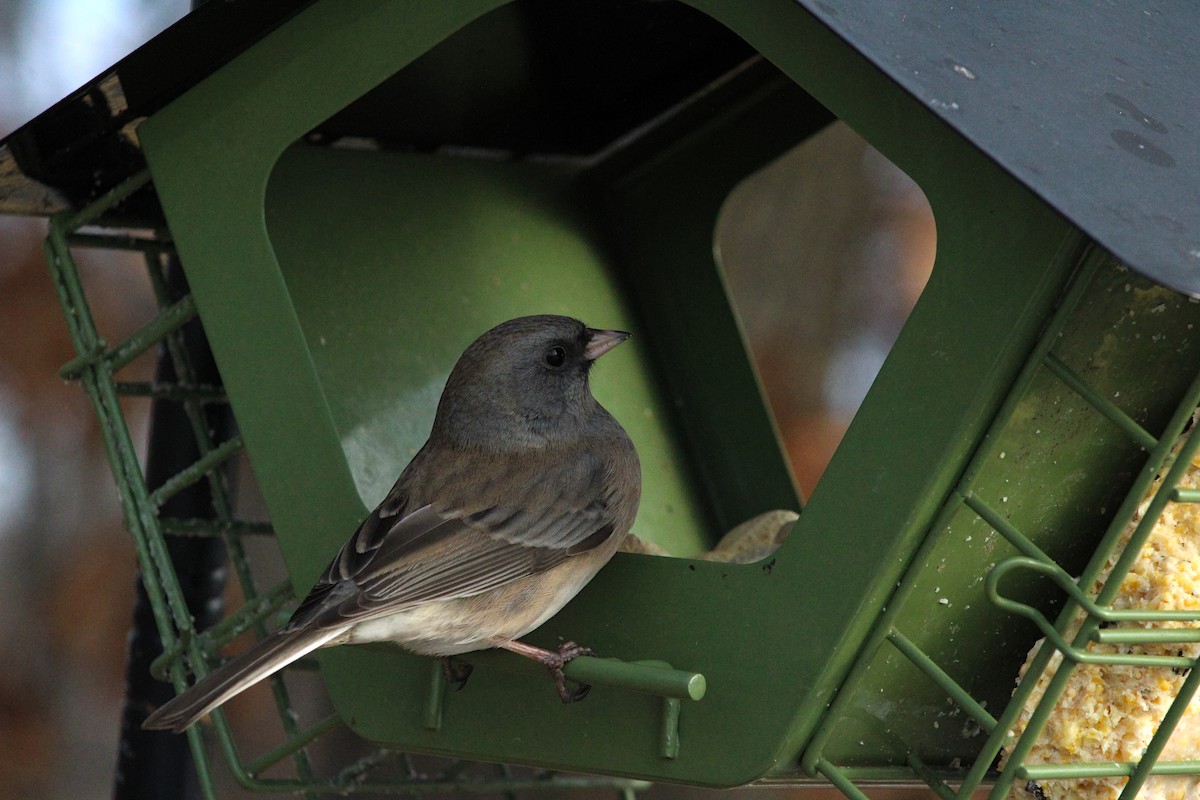 Junco ardoisé - ML628060504