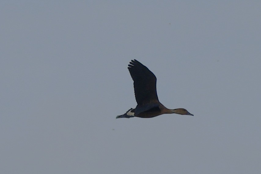 Fulvous Whistling-Duck - ML628060517