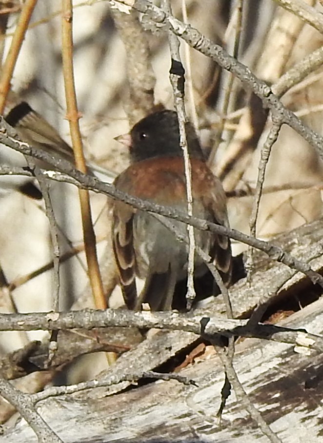 Junco ardoisé (groupe oreganus) - ML628060523