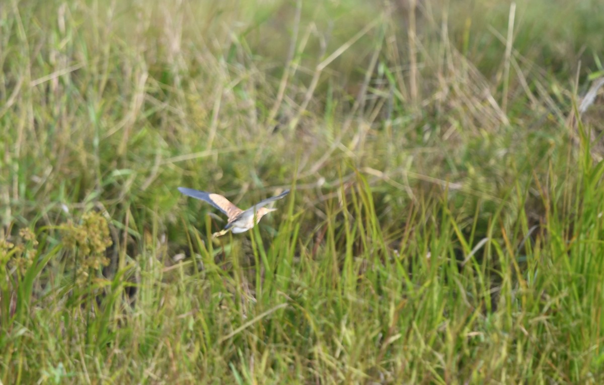 Yellow Bittern - ML628060524