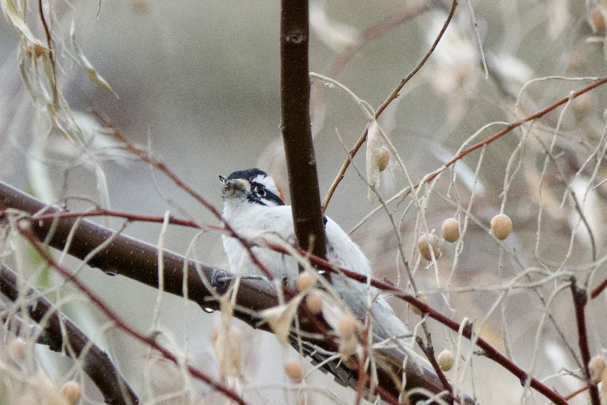 Downy Woodpecker - ML628060557