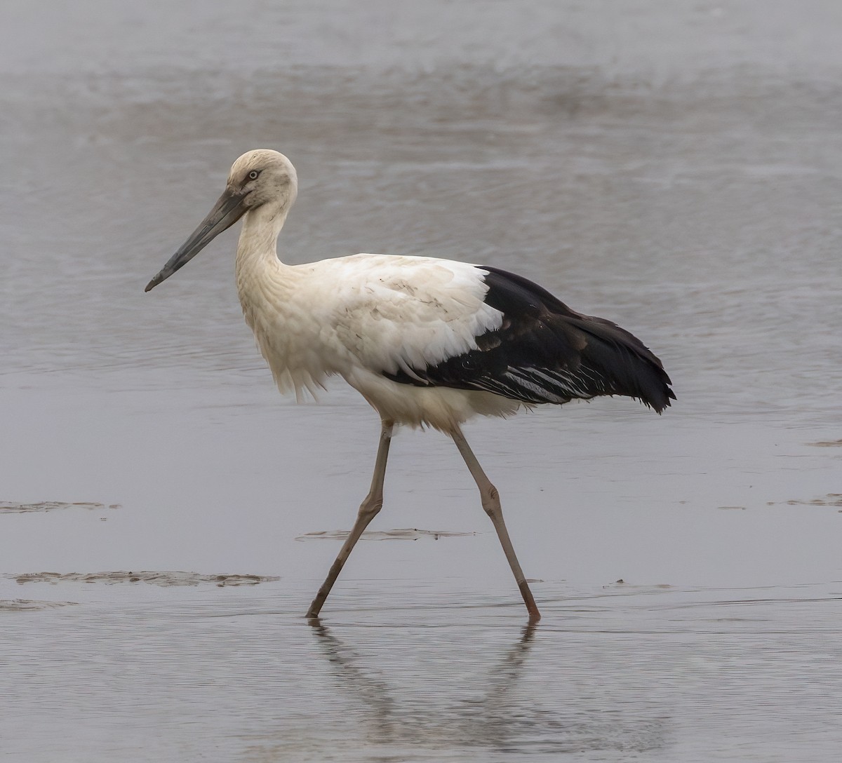 Oriental Stork - ML628060575