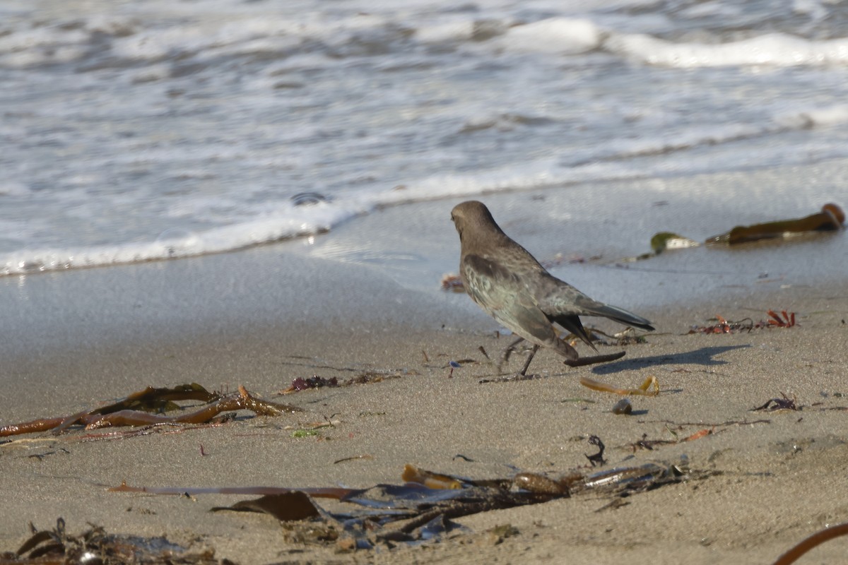 Brewer's Blackbird - ML628060657