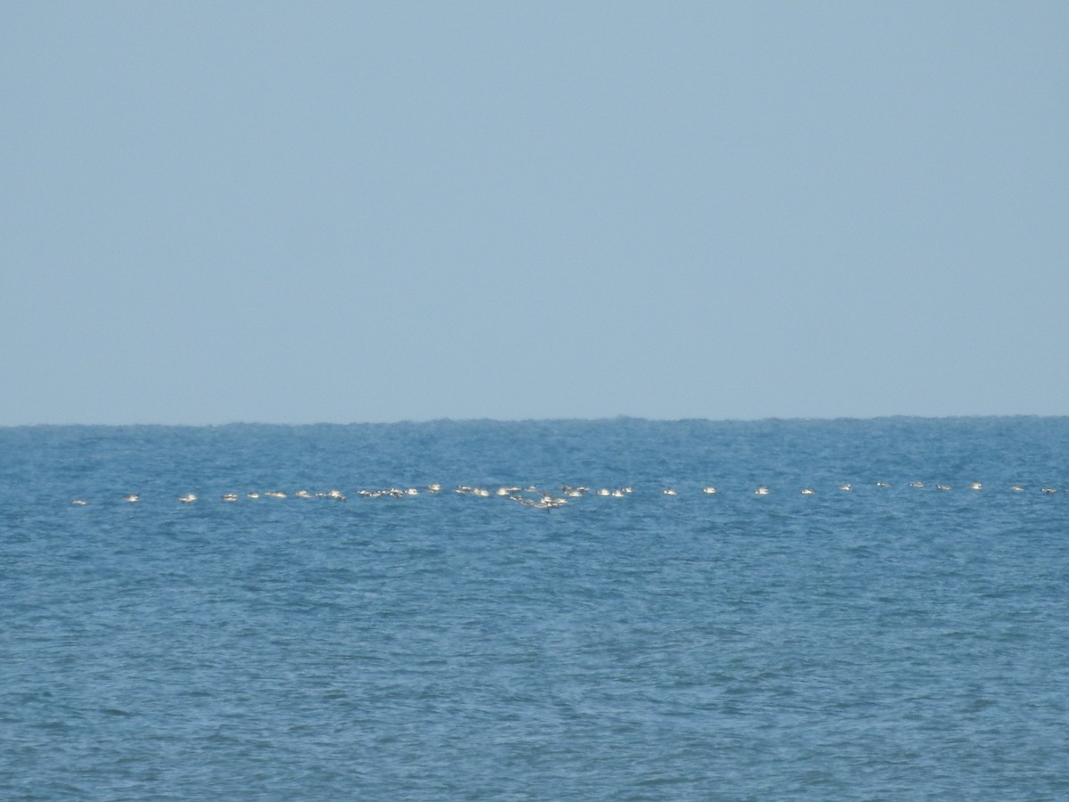 Red-breasted Merganser - ML628060683