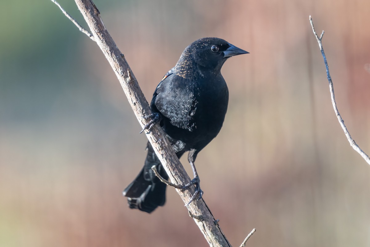 Red-winged Blackbird - ML628060686