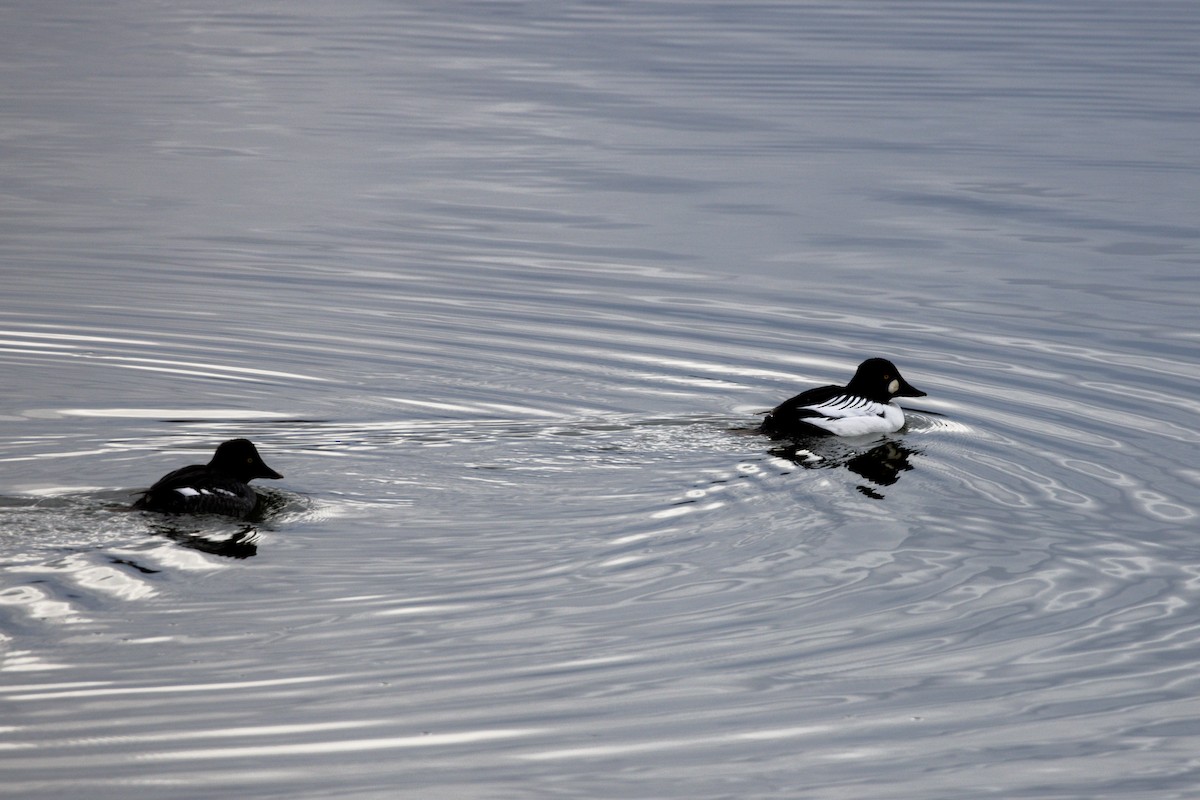 Common Goldeneye - ML628060698