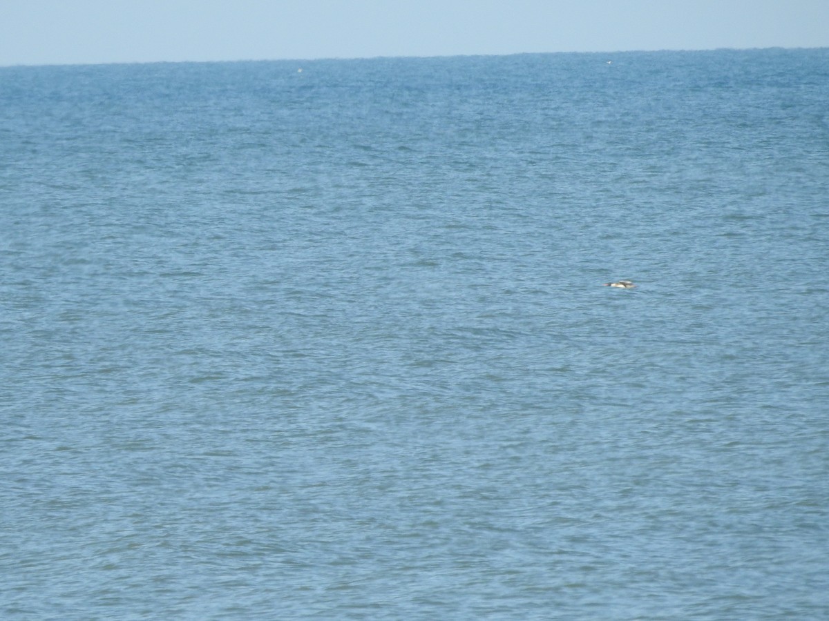 Red-breasted Merganser - ML628060710