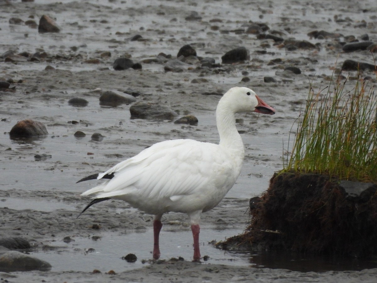 Snow Goose - ML628060713