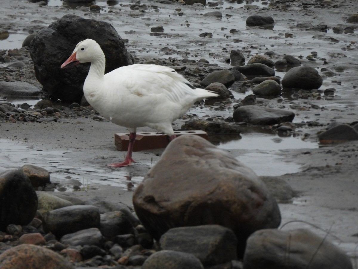 Snow Goose - ML628060714