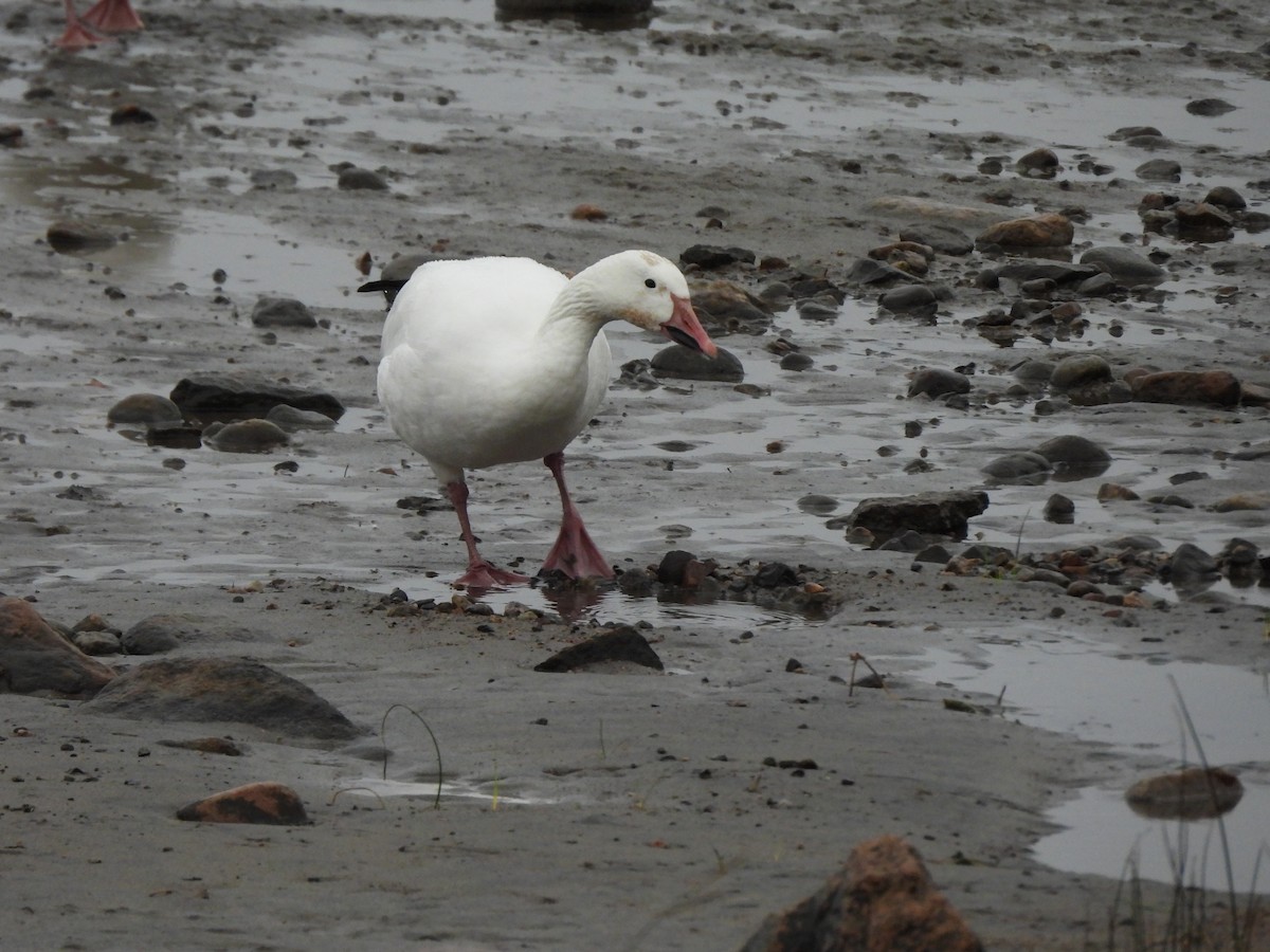 Snow Goose - ML628060715