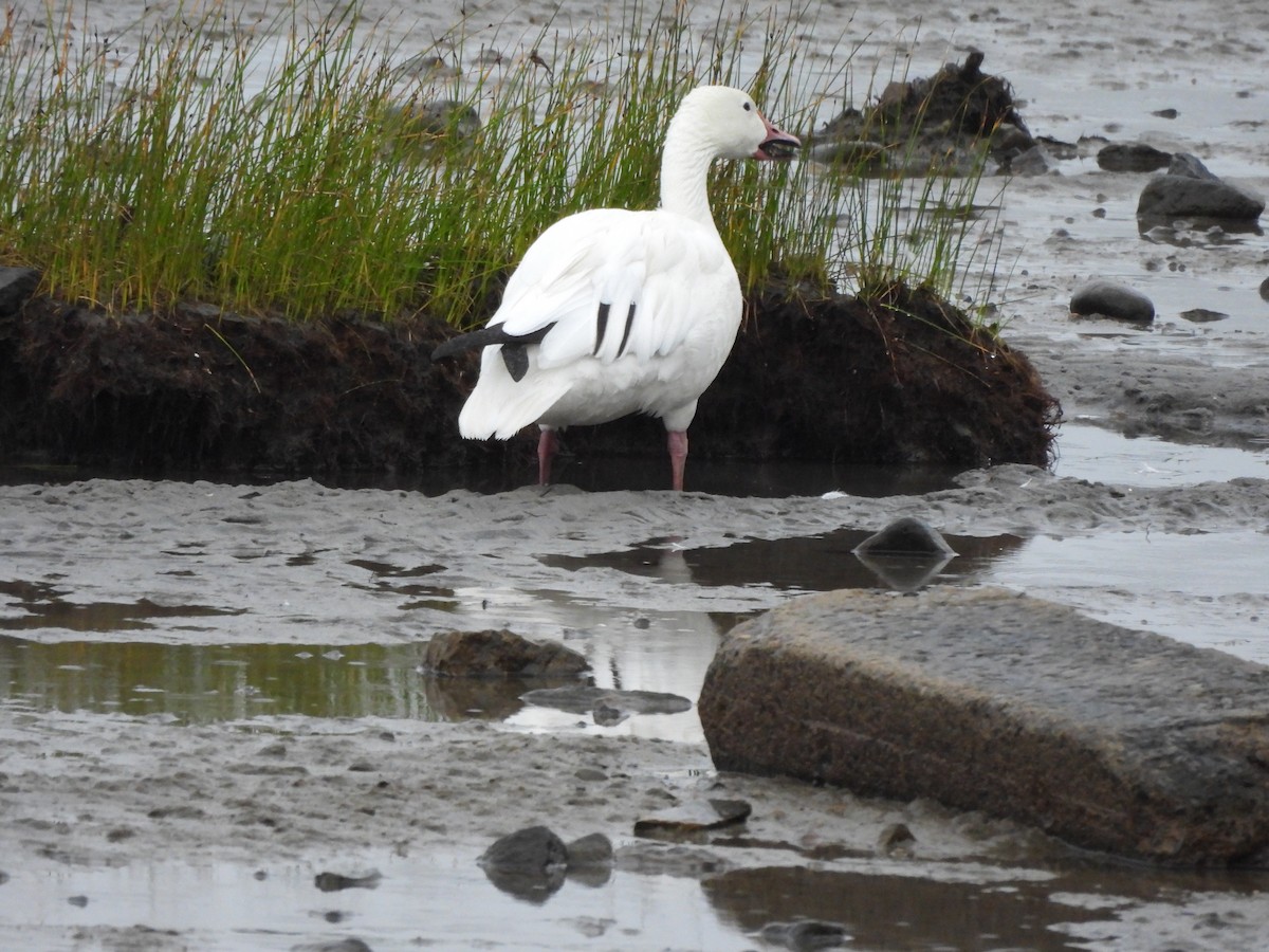 Snow Goose - ML628060717