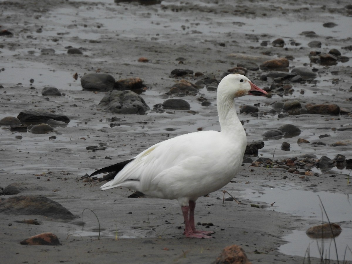 Snow Goose - ML628060718