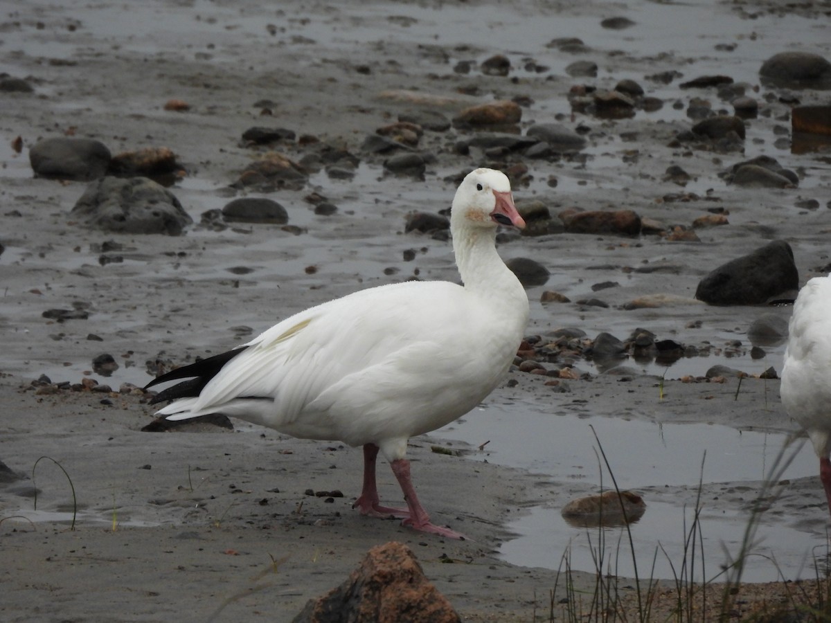 Snow Goose - ML628060719