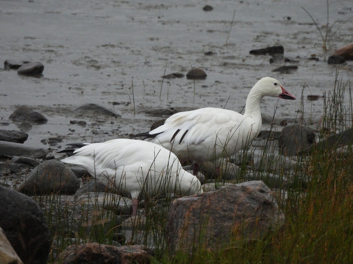 Snow Goose - ML628060720