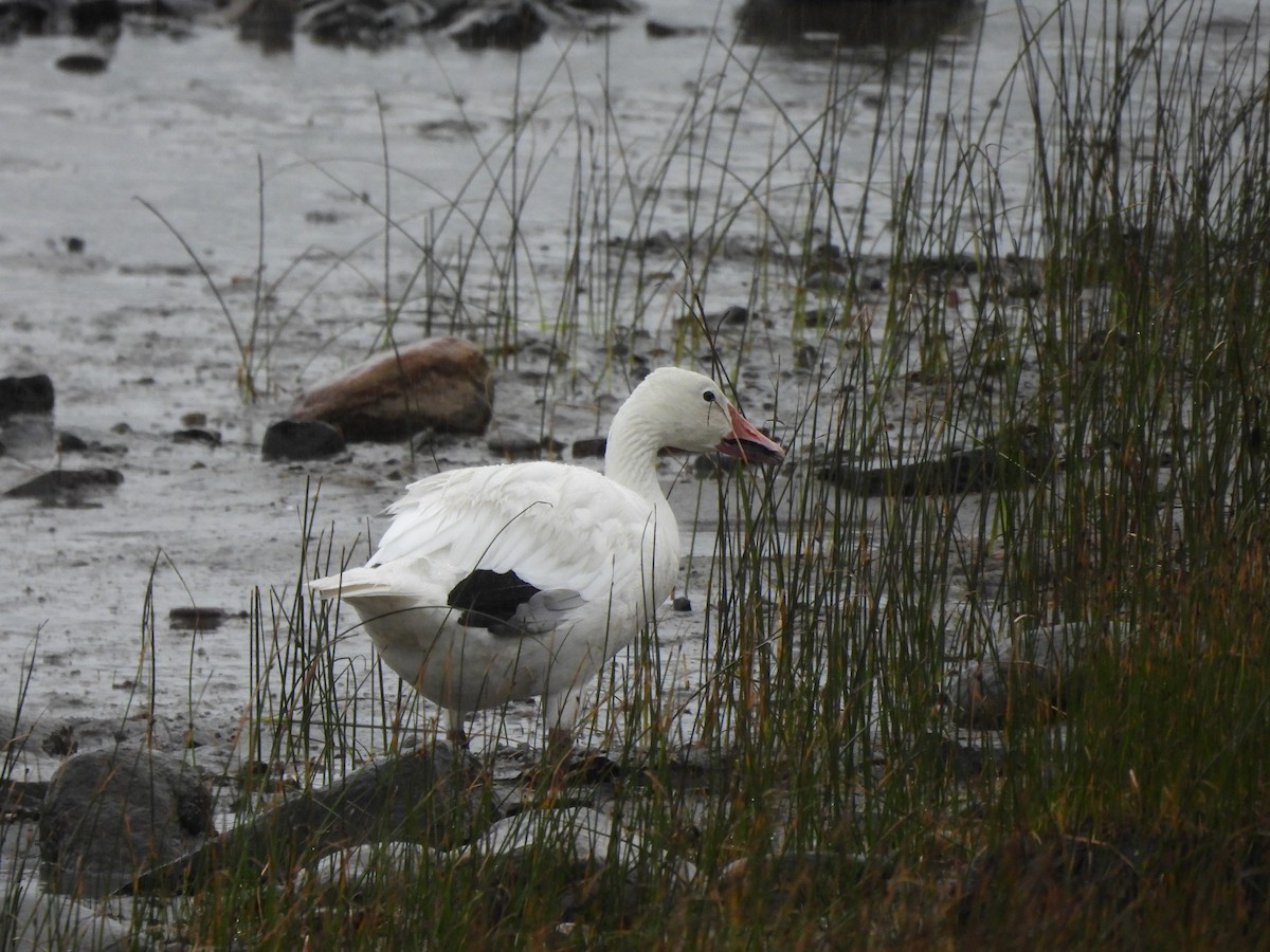 Snow Goose - ML628060721