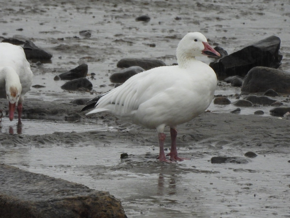 Snow Goose - ML628060722