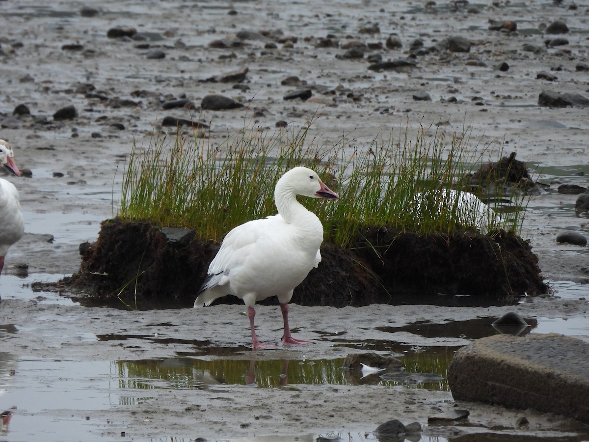 Snow Goose - ML628060724