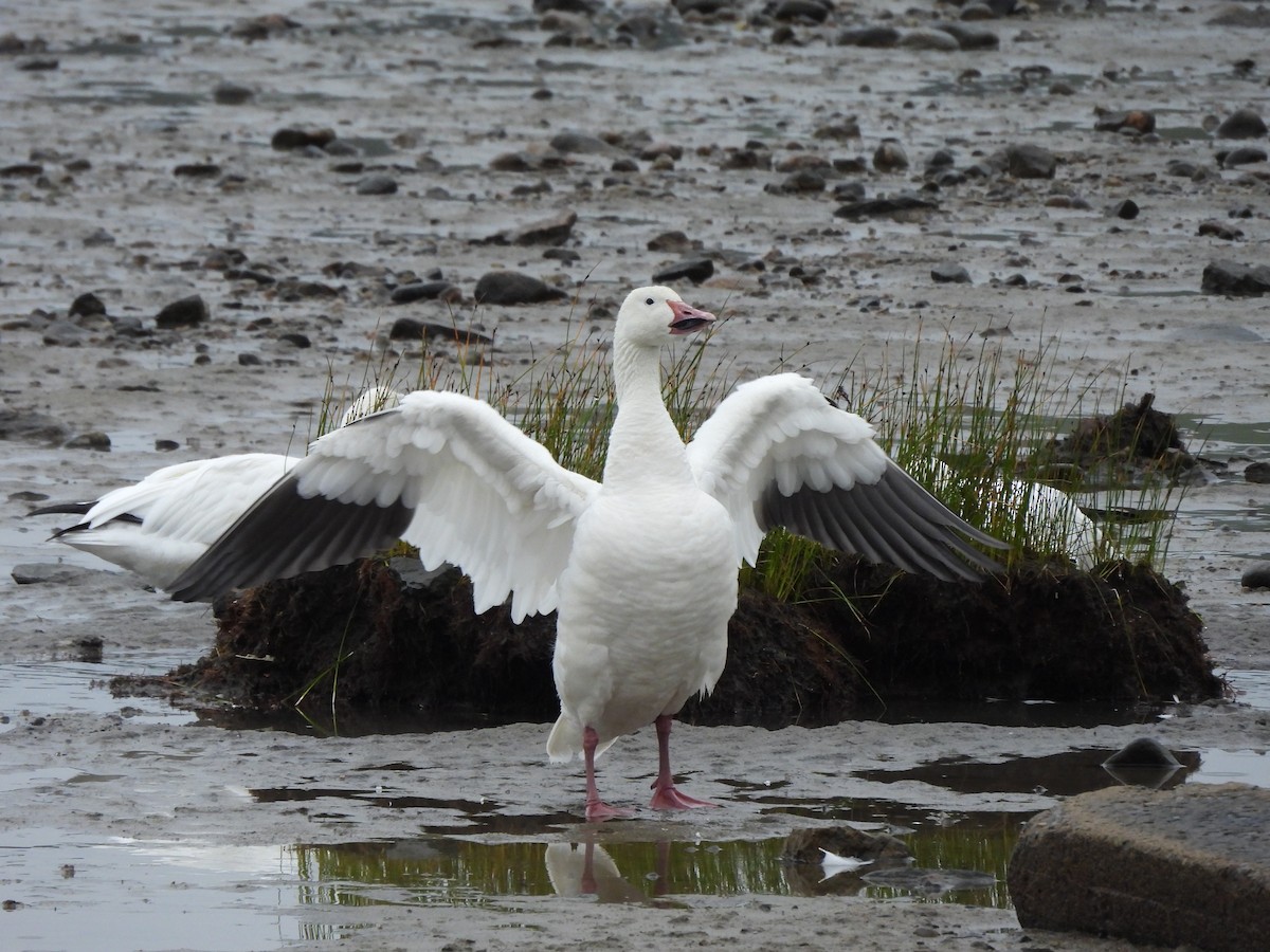 Snow Goose - ML628060725