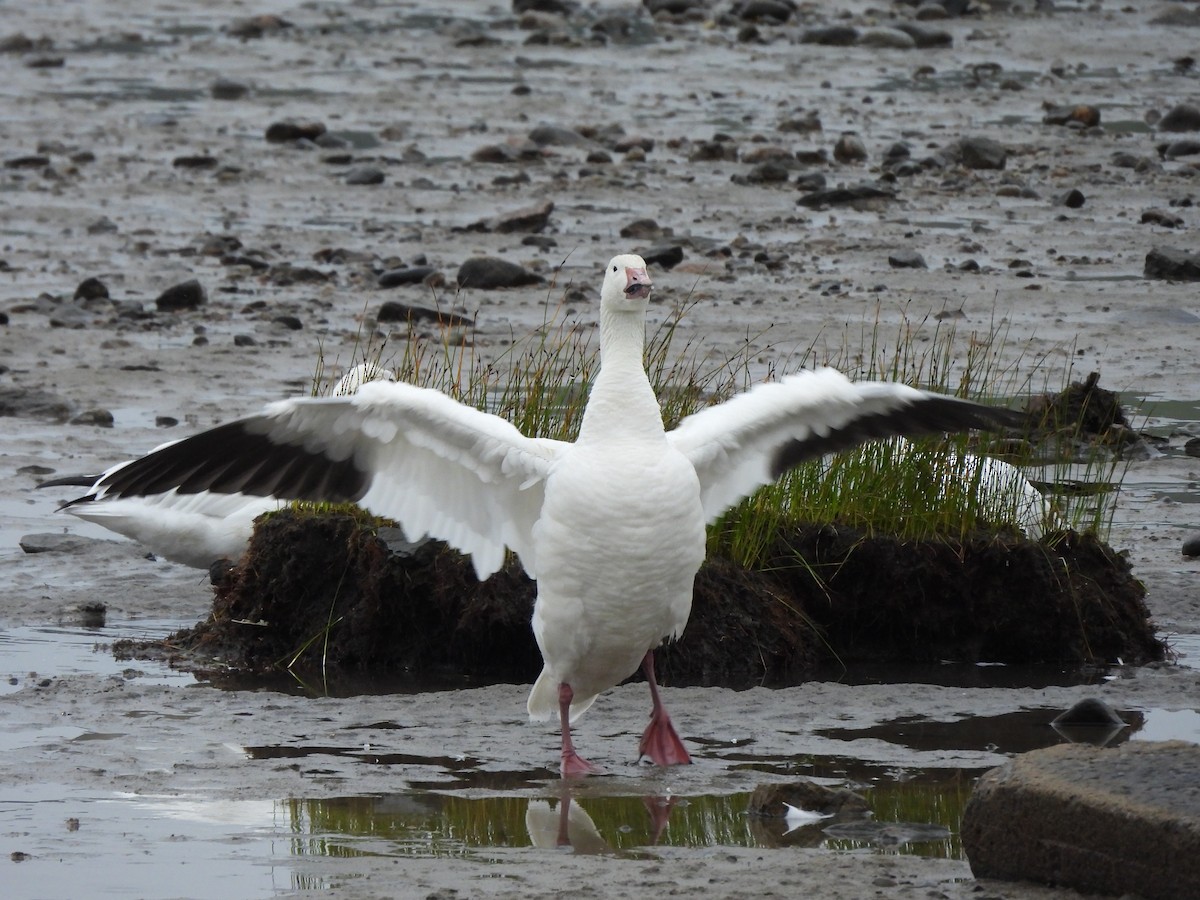 Snow Goose - ML628060726