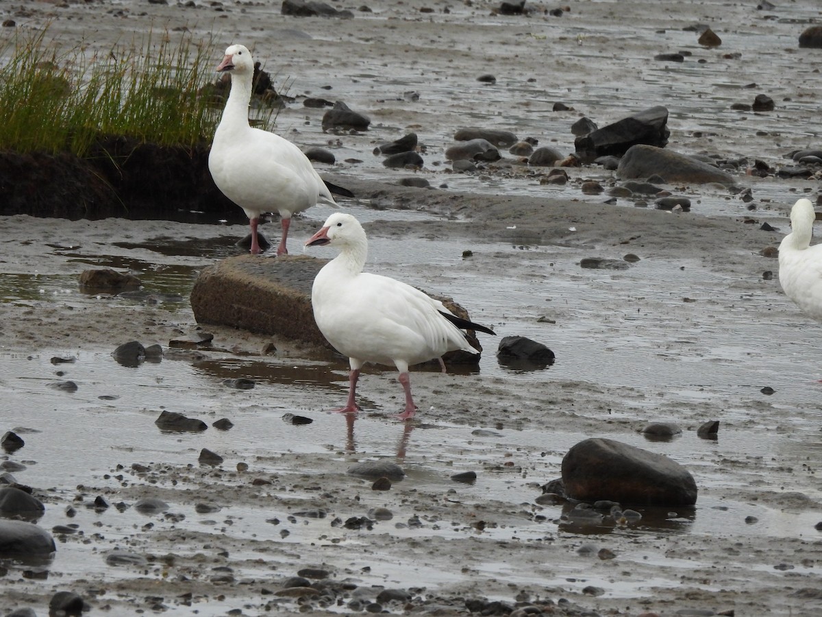 Snow Goose - ML628060727