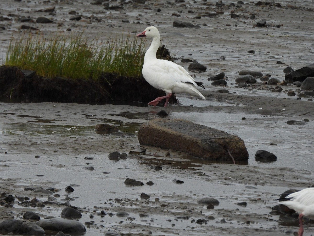 Snow Goose - ML628060728