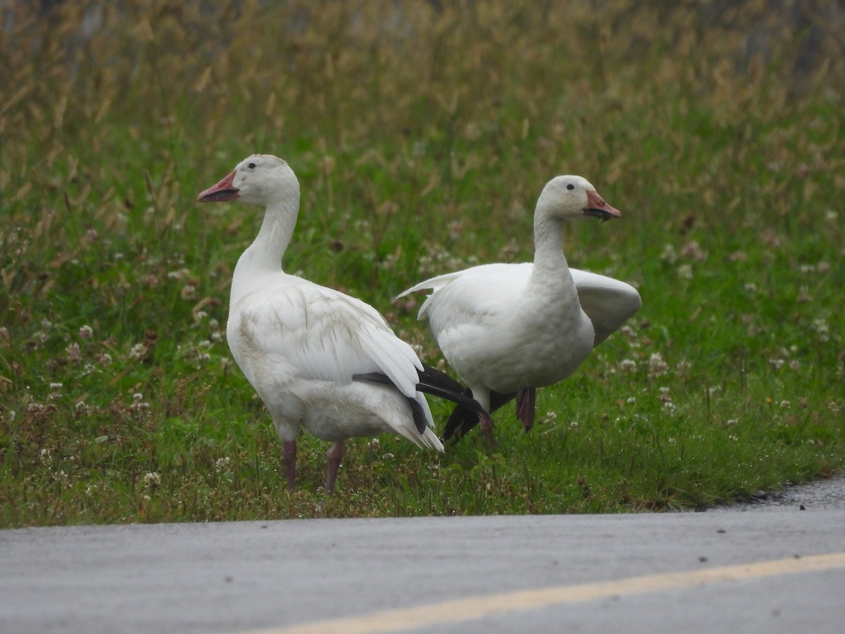 Snow Goose - ML628060729