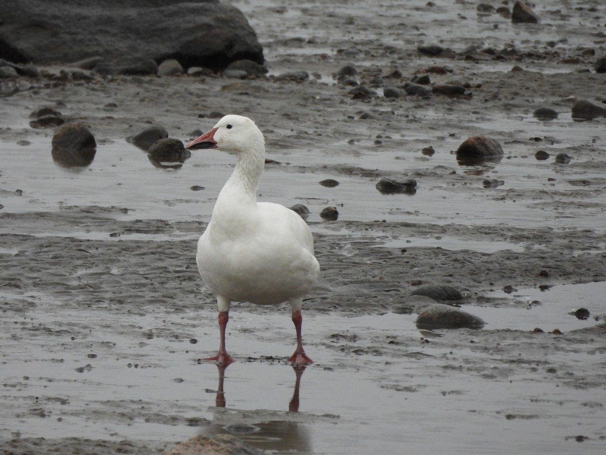 Snow Goose - ML628060730