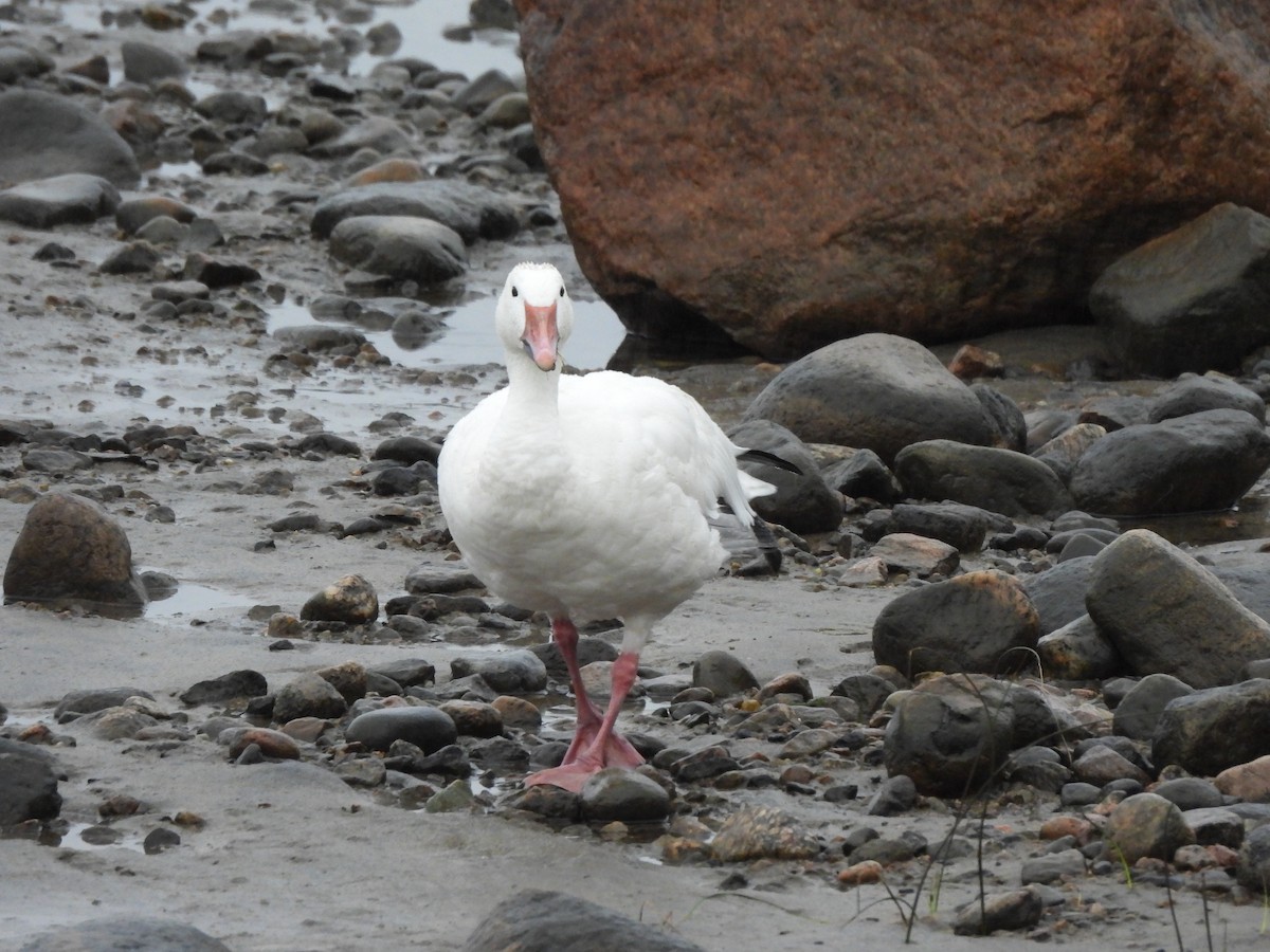 Snow Goose - ML628060731