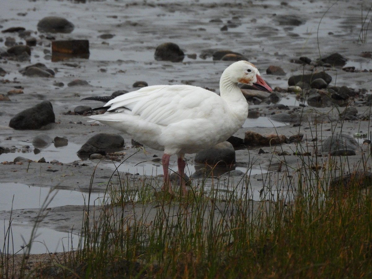 Snow Goose - ML628060732