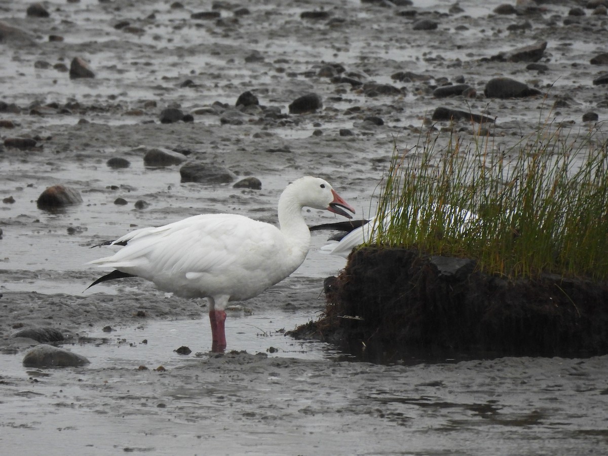 Snow Goose - ML628060735